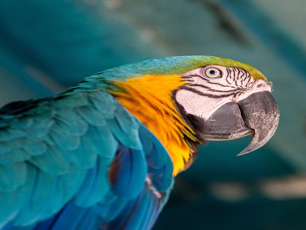 Hotel Tropical マナウス エクステリア 写真 Blue and yellow macaw
